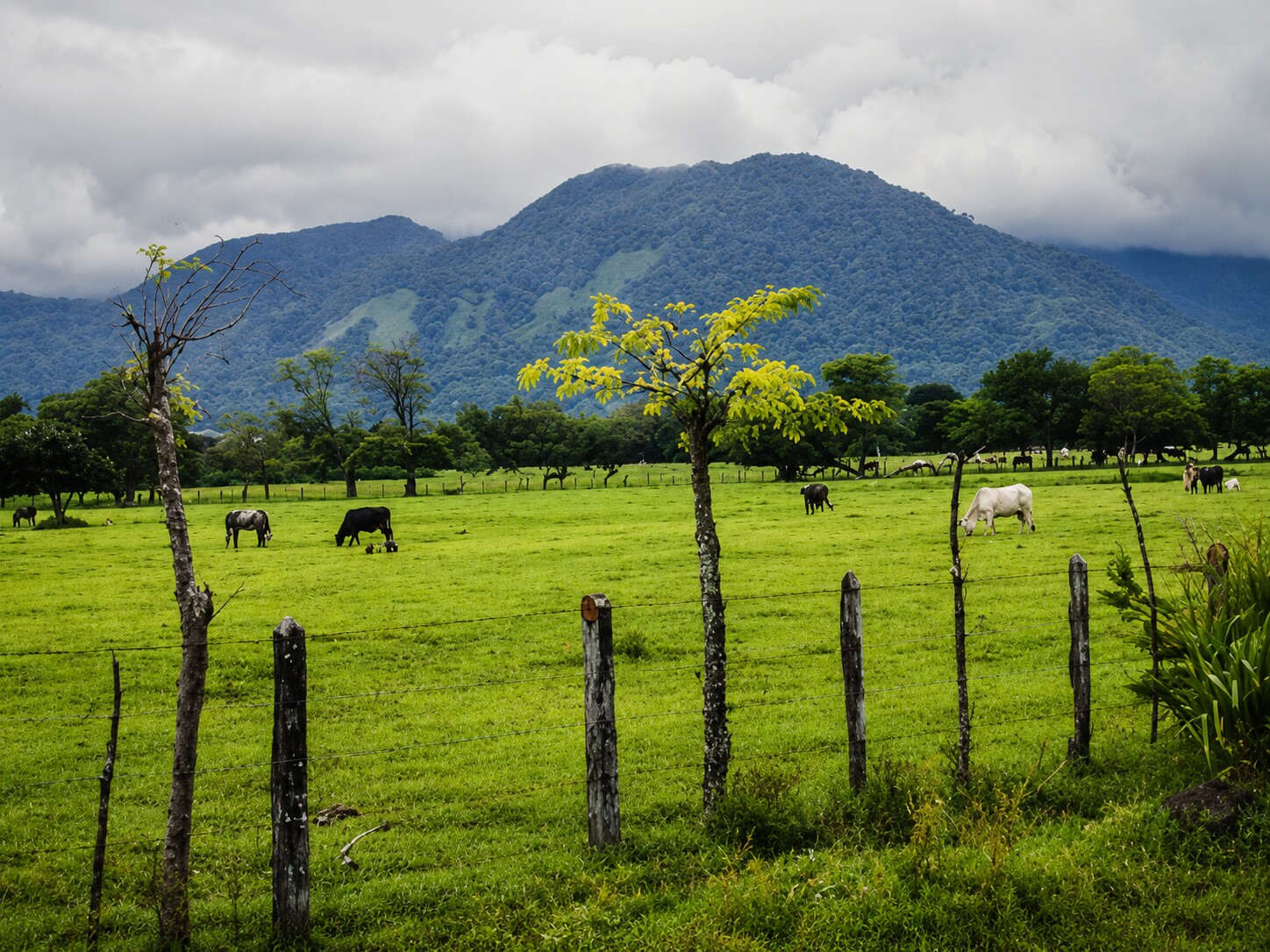 Farm-to-table pasture in Costa Rica